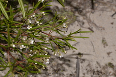 Zieria laxiflora