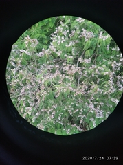 Lonchocarpus atropurpureus