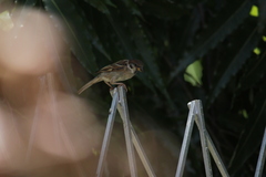 Passer montanus