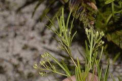 Zieria laxiflora