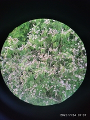 Lonchocarpus atropurpureus