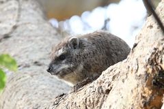 Dendrohyrax arboreus