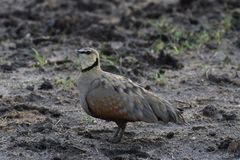 Pterocles gutturalis