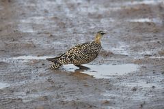 Pterocles gutturalis