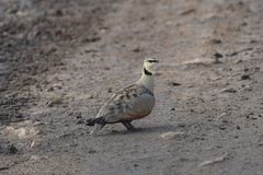 Pterocles gutturalis
