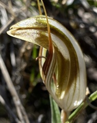 Pterostylis rogersii