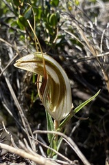 Pterostylis rogersii