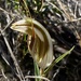 Curled-tongue Shell Orchid - Photo (c) Loxley Fedec, some rights reserved (CC BY-NC), uploaded by Loxley Fedec