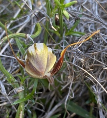 Pterostylis rogersii