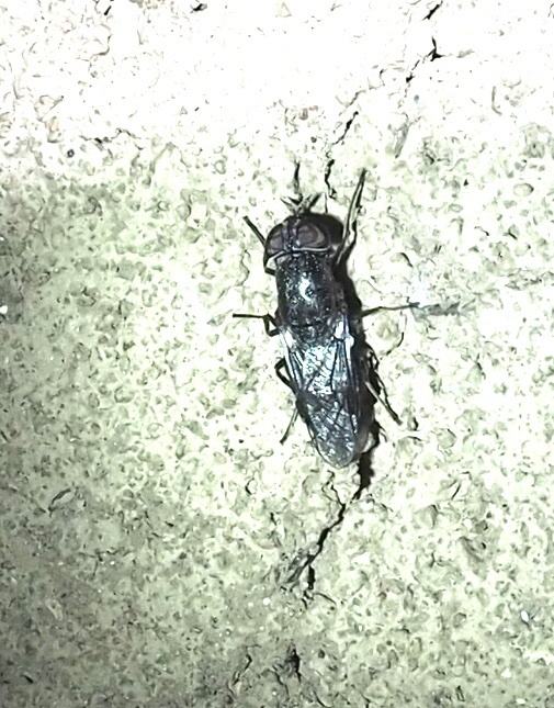 Dieuryneura stigma