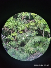 Bauhinia variegata candida