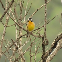 Emberiza flaviventris flaviventris