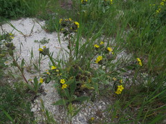 Alkanna orientalis
