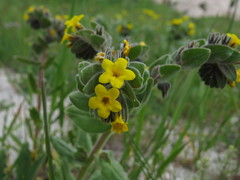 Alkanna orientalis