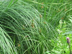 Bolboschoenus planiculmis