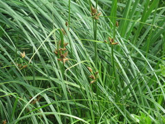 Bolboschoenus planiculmis