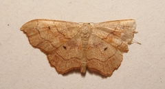 Idaea dromikos