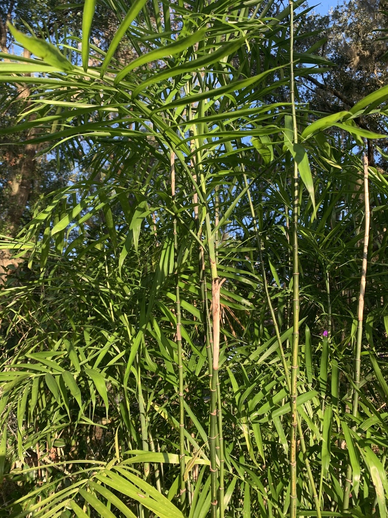 Umbrella Bamboo (Fargesia robusta)  iNaturalist