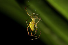 Spintharus