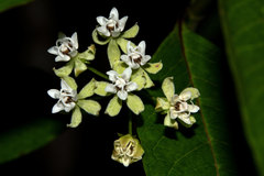 Asclepias nivea
