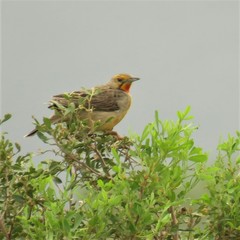 Macronyx capensis capensis
