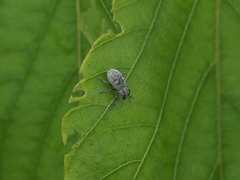 Eugnathus distinctus