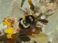 Bombus niveatus