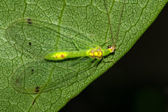 Leucochrysa insularis