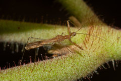 Bactrodes spinulosus