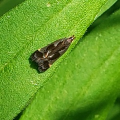 Dichomeris ochripalpella