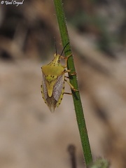 Carpocoris coreanus