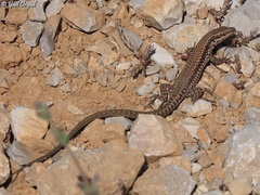 Phoenicolacerta kulzeri