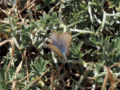 Polyommatus juno