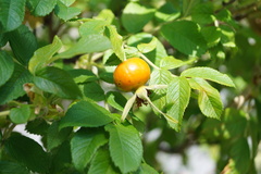 Rosa rugosa