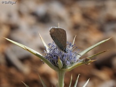 Polyommatus juno