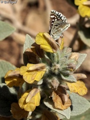Spialia phlomidis