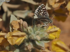 Spialia phlomidis