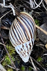 Bothriembryon kingii