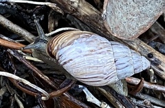 Bothriembryon kingii