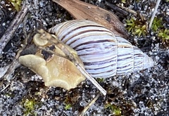 Bothriembryon kingii