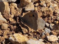 Hyponephele lycaon