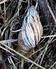 Bothriembryon kingii