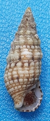Cerithium renovatum