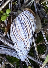 Bothriembryon kingii