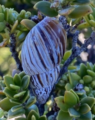 Bothriembryon kingii