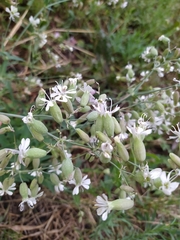 Silene vulgaris