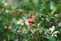 Rosa rugosa