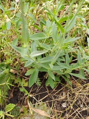 Silene vulgaris