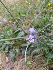 Cichorium intybus