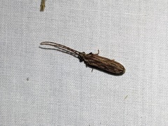 Tenomerga cinerea